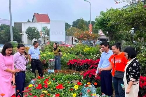 Người kinh doanh hoa Tết tại Nghệ An đối mặt với nhiều cái khó