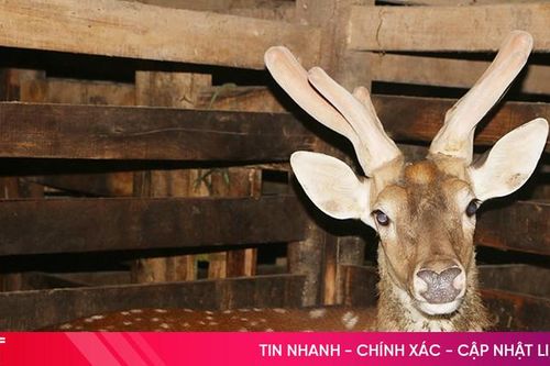 'Thủ phủ' hươu sao Hà Tĩnh ước thu hơn 200 tỷ đồng từ nhung hươu dịp tết