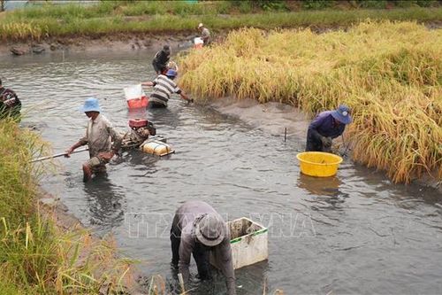Hiệu quả mô hình 'con tôm ôm cây lúa'