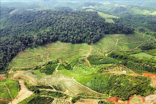 Tăng cường lực lượng tại các điểm 'nóng' về phá rừng, lấn chiếm đất rừng