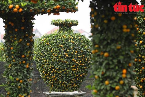 Quýt cảnh tạo dáng bình hút lộc siêu to khổng lồ 'cháy hàng' ngay trước Tết