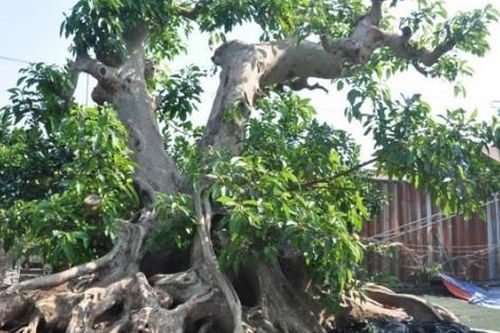 Cây dại thành bonsai tiền tỷ, có người mang xe Camry đến đổi chủ nhân vẫn lắc đầu