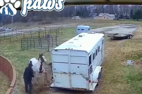CLIP: Tấn công ngựa, chó Pitbull nhận bài học nhớ đời
