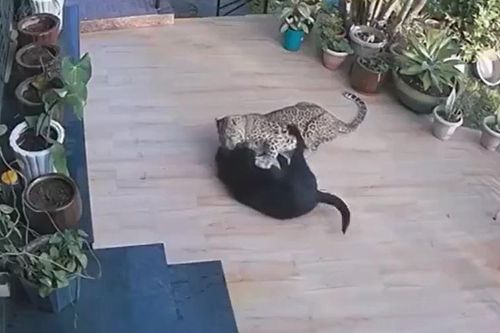CLIP: Báo hoa mai lẻn vào nhà dân tấn công chó nhà và cái kết gây chú ý