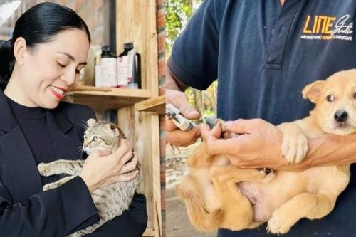 Trạm cứu hộ chó mèo đặc biệt ở Gia Lai
