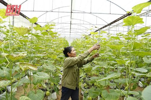 Ứng dụng khoa học - công nghệ, hình thành các mô hình nông nghiệp có giá trị kinh tế cao