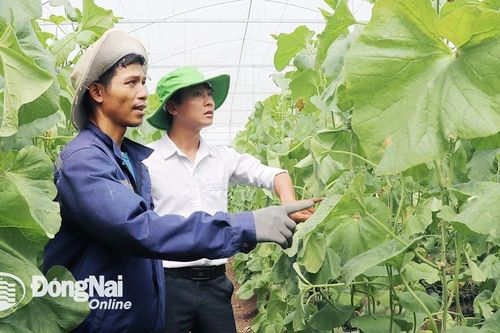 Bỏ phố về quê làm vườn...