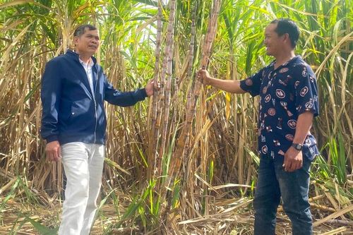 Người trồng mía đón nhận nhiều niềm vui