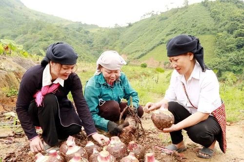 Nông dân vùng cao huyện Bát Xát thu 34 tỷ đồng từ 3 loại củ đặc sản