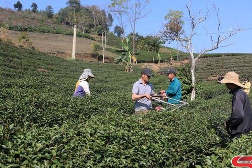 Chăm bón, đón lộc chè xuân