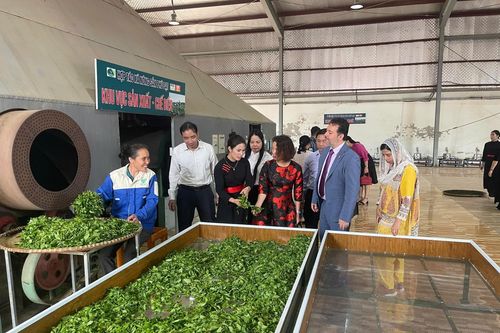 Thái Nguyên: Diện tích đất sản xuất nhỏ, giá trị thu được lớn
