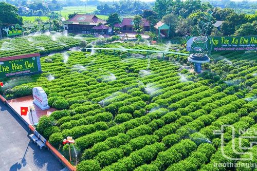 Nhiều hoạt động tại Lễ hội 'Hương sắc trà Xuân - vùng chè đặc sản Tân Cương'