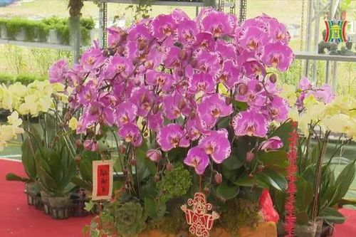 Xu hướng cây cảnh Tết 2025