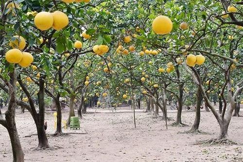 Vườn bưởi Diễn khoe sắc vàng những ngày cuối năm