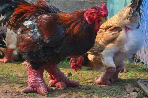 Gà Đông Tảo có gì đặc biệt mà có giá tiền triệu?