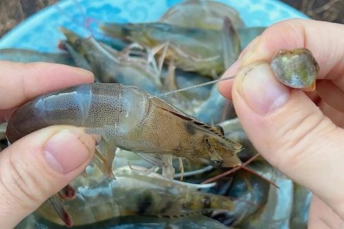 Vì sao phải loại bỏ đường chỉ đen trên lưng tôm?