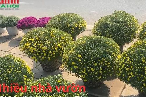 Nhiều nhà vườn hối hả nhập hoa, cây cảnh bán Tết