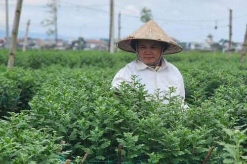 Thương lái dè dặt cọc hàng, người trồng cúc phập phồng lo mất Tết