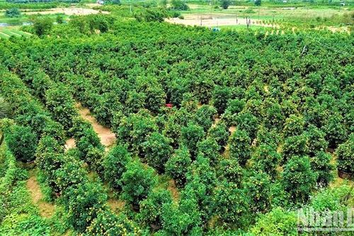 Người trồng quất cảnh ở Hội An tất bật chuẩn bị cho thị trường Tết