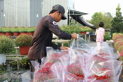 Một số địa phương miền Trung, miền Tây: Thời tiết thất thường, nông dân thất thần