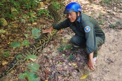 Phát hiện trăn gấm 'khổng lồ' dài 4m, nặng gần 100kg tại Phú Quốc