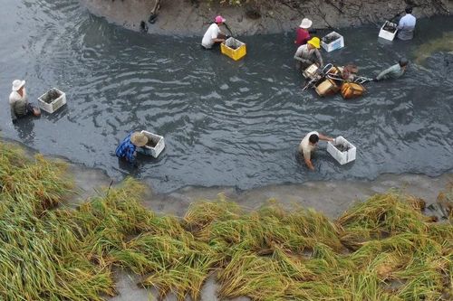 Vùng bán đảo Cà Mau: Nông dân sản xuất lúa - tôm trúng mùa, được giá