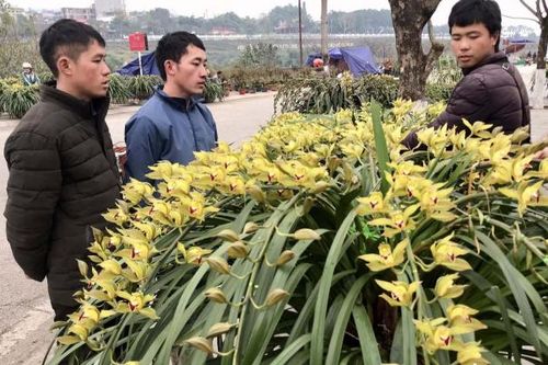 Lào Cai: Chợ hoa địa lan Sa Pa Tết Ất Tỵ nhiều người xem, còn ít người mua