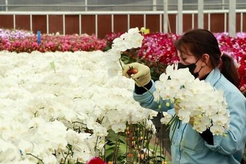 Các làng hoa cao cấp ở Lâm Đồng tất bật vụ Tết