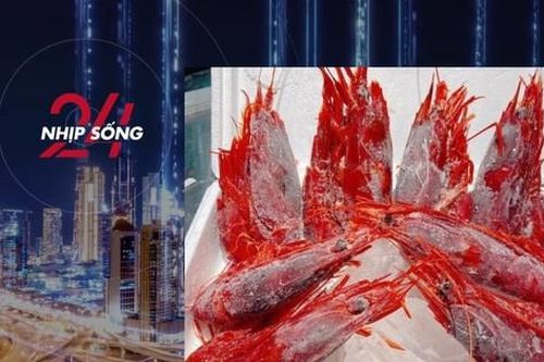 NHỊP SỐNG 24: Tôm quỷ đỏ đắt nhất thế giới đổ bộ chợ Tết ở Hà Nội, giá 4,7 triệu đồng/kg