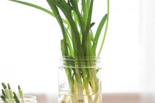 Mẹo bảo quản hành lá để cả tháng vẫn tươi