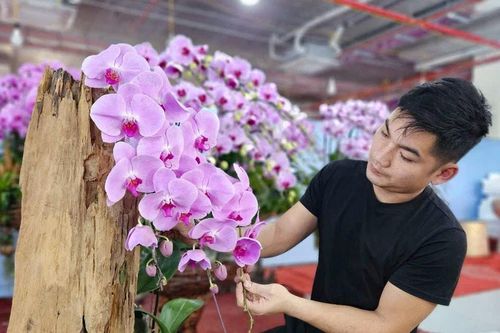 Thức xuyên đêm, thợ cắm lan ở Nghệ An kiếm cả trăm triệu đồng trong tháng Tết