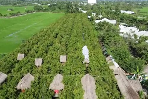 'Thủ phủ' quýt hồng Lai Vung nhộn nhịp đón khách tham quan