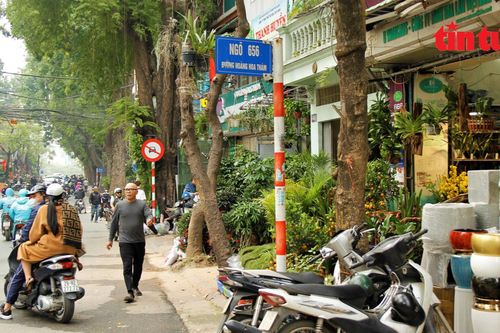 Cận Tết, phố cây cảnh lớn nhất Hà Nội 'mất' vỉa hè