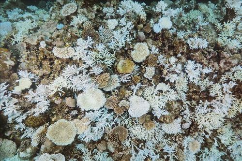 Nhật Bản: Nhiệt độ nước biển tăng cao tẩy trắng 60% san hô ngoài khơi đảo Amami-Oshima