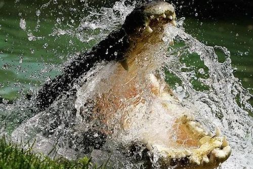 Bên trong 'thủ phủ' cá sấu của Australia