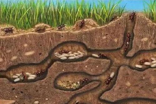 Theo một nghĩa nào đó, kiến là sinh vật tiến hóa hoàn hảo nhất trên trái đất