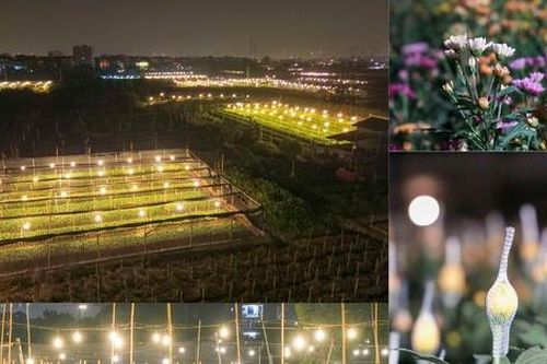 Làng hoa Tây Tựu thắp hàng chục vạn bóng đèn 'canh' vụ Tết 2025