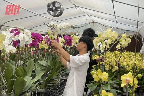 Chủ vườn tất bật 'chạy đua' với tết