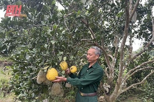 Gương cựu chiến binh làm kinh tế giỏi, tích cực tham gia công tác hội