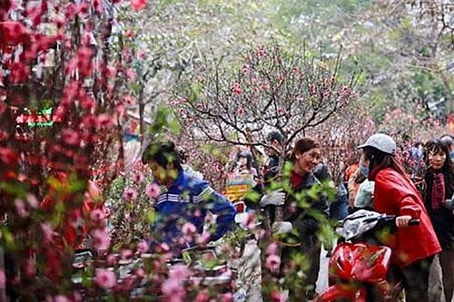 Tây Hồ (Hà Nội): Sắp diễn ra Hội hoa Xuân và các sản phẩm OCOP vùng miền Xuân Ất Tỵ 2025