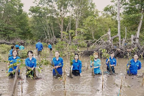Đoàn viên thanh niên trồng 5.000 cây chống sạt lở tại đê biển Tây