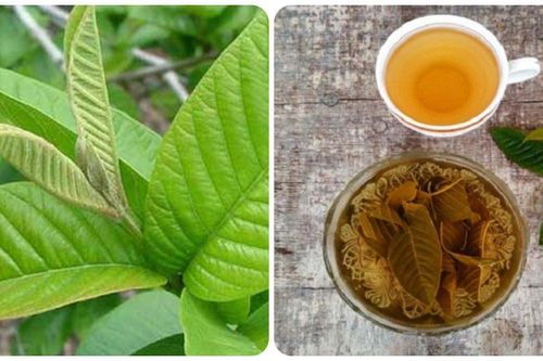 Trà lá ổi có tác dụng gì?