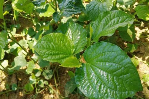 Điều gì xảy ra với cơ thể khi thường xuyên ăn lá lốt?