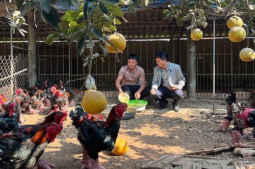 Đón Tết cùng 'gà rồng' Đông Tảo