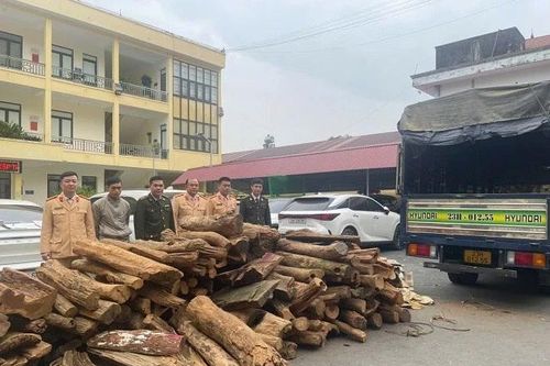 Bắt vụ vận chuyển 2,5 tấn gỗ bách xanh ở Hà Giang