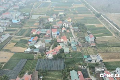 Làng trồng hoa lớn nhất Ninh Bình hối hả vào Tết