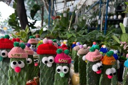 Ngỡ ngàng chậu hoa giá chỉ từ 5.000 đồng, xương rồng đội mũ len hút khách chơi Tết sớm