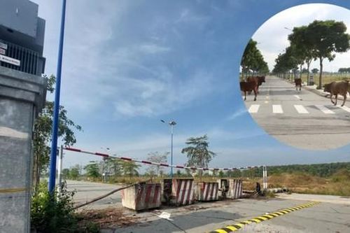 Cảnh hoang tàn khu nhà ở Đại Nam trên 'đất vàng'