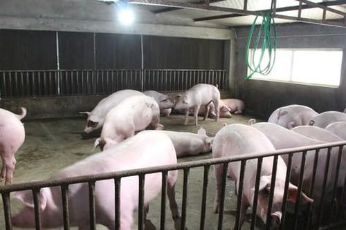 Hiệp hội chăn nuôi Đồng Nai 'cầu cứu'