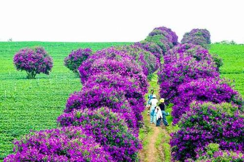 Hàng trăm cây mua nở hoa, nhuộm tím nông trường trà Olong